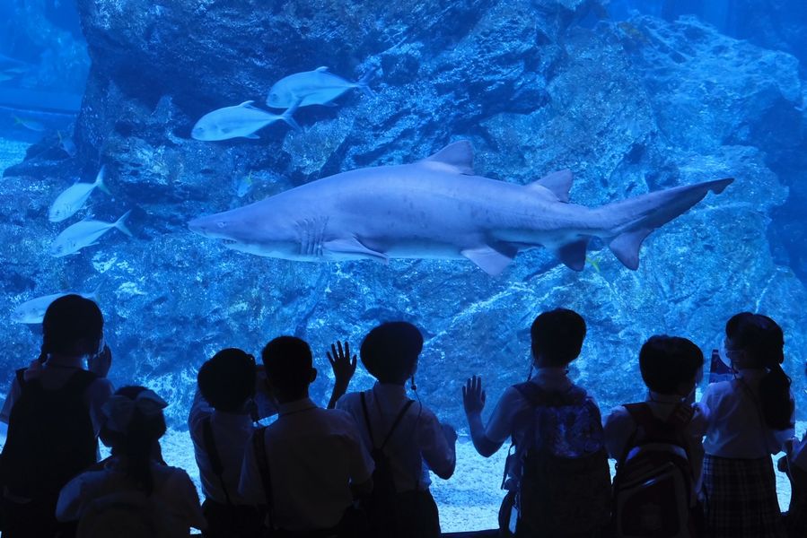 Year 5 visited the Sealife Centre on Friday 7th October